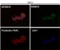 Anti-Smad3 Rabbit Monoclonal Antibody